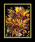 A plant with firery leaves against a dark & light background thumbnail